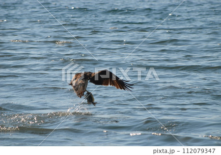 ミサゴ Pandion haliaetus 112079347