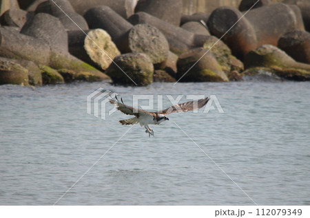 ミサゴ Pandion haliaetus ミサゴ Pandion haliaetus 112079349