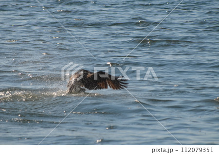 ミサゴ Pandion haliaetus ミサゴ Pandion haliaetus 112079351