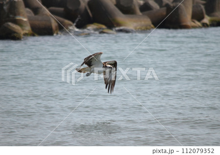 ミサゴ Pandion haliaetus ミサゴ Pandion haliaetus 112079352