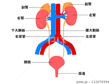 腎臓から膀胱までのの各部名称 112079394