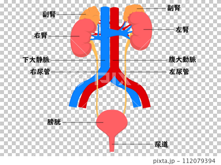 腎臓から膀胱までのの各部名称 112079394