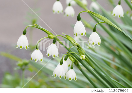 スノーフレークの花 112079605