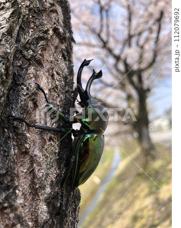 ニジイロクワガタ Phalacrognathus muelleri ニジイロクワガタ Phalacrognathus muelleri 112079692
