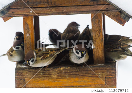 Sparrows (lat. Passer domesticus)  in a bird feeder on a snowy winter day. Photo project " Birds." Birds of Eastern Siberia. 112079712