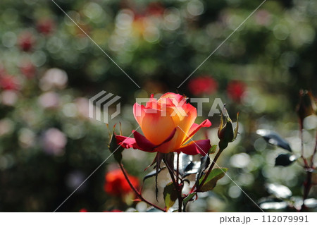 荒尾市 おもやい市民花壇 バラの花、 荒尾市 おもやい市民花壇 バラの花、 112079991