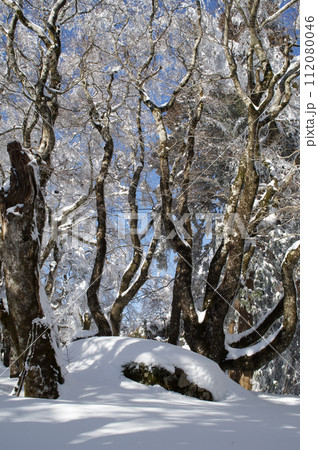 雪景色　比婆山御陵　ブナの巨木　巨石 112080046