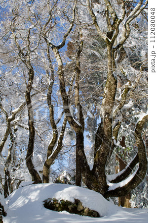 雪景色　比婆山御陵　ブナの巨木　巨石 112080048