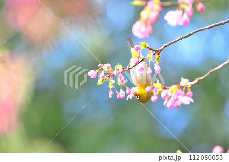 河津桜とメジロ4 112080053