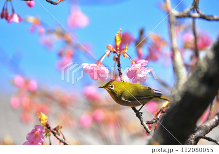 河津桜とメジロ6 112080055