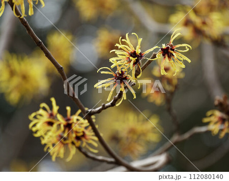 早春に咲くマンサクの黄色い花 早春に咲くマンサクの黄色い花 112080140