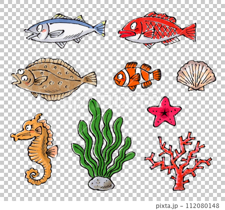 海の生物セット　手描きイラスト 112080148