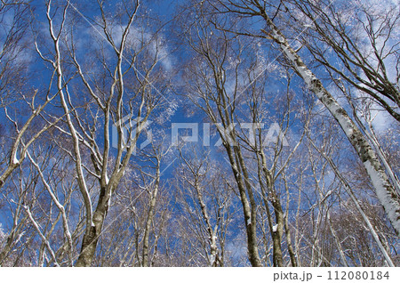 雪景色　比婆山ブナ林　霧氷　雪の花 112080184