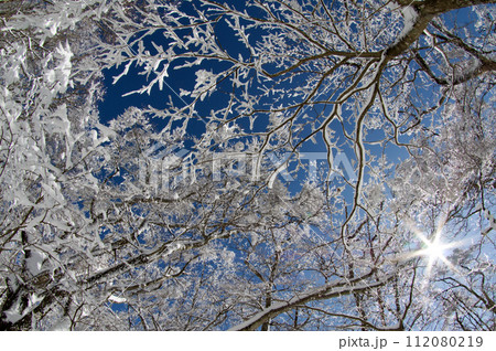 雪景色 比婆山ブナ林 霧氷 雪の花 雪景色 比婆山ブナ林 霧氷 雪の花 112080219