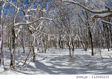 雪景色 比婆山ブナ林 霧氷 雪の花 雪景色 比婆山ブナ林 霧氷 雪の花 112080225