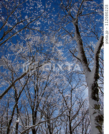 雪景色　比婆山ブナ林　霧氷　雪の花 112080228