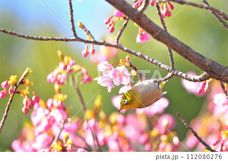 河津桜とメジロ7 河津桜とメジロ7 112080276