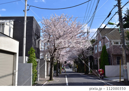 旧・新町住宅地の桜並木（世田谷・深沢・東大通り） 112080350