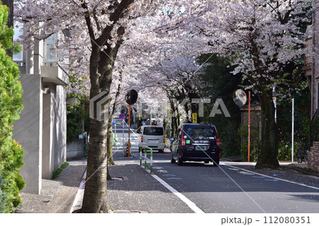旧・新町住宅地の桜並木（世田谷・深沢・東大通り） 112080351