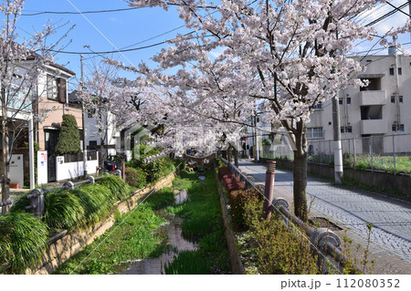 世田谷・深沢吞川親水公園の桜並木 世田谷・深沢吞川親水公園の桜並木 112080352