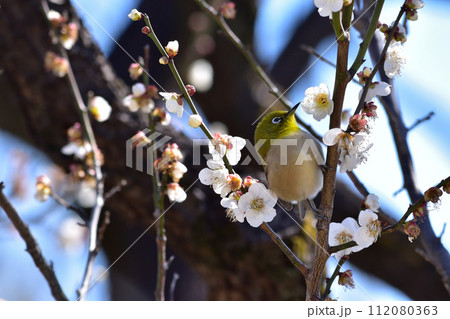 メジロと梅の春風景 メジロと梅の春風景 112080363