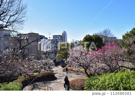 世田谷・羽根木公園の梅と梅ヶ丘駅口 112080381