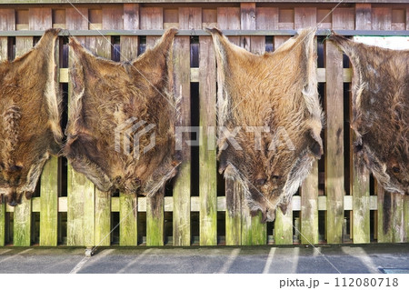 張り付けられたイノシシの毛皮の写真素材 [112080718] - PIXTA