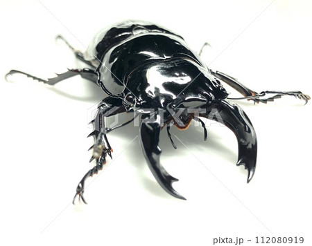 レギウスオオツヤクワガタ Mesotopus regius (M. tarandus)  レギウスオオツヤクワガタ Mesotopus regius (M. tarandus)  112080919