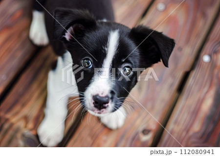 Small Black and White Dog on Wooden Deck Small Black and White Dog on Wooden Deck 112080941