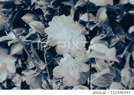 つばきの花びら つばきの花びら 112080947