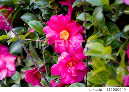 つばきの花 つばきの花 112080949