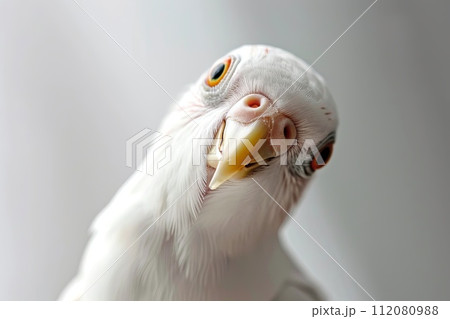 Close Up of White Bird With Yellow Beak 112080988