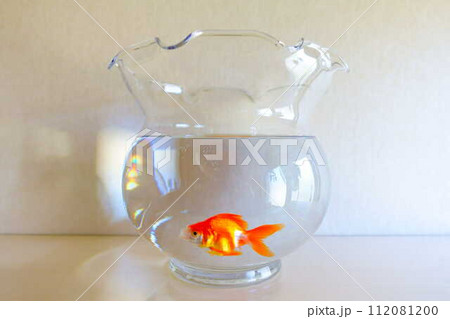 キンギョ　金魚　魚　夏　日本　和 112081200