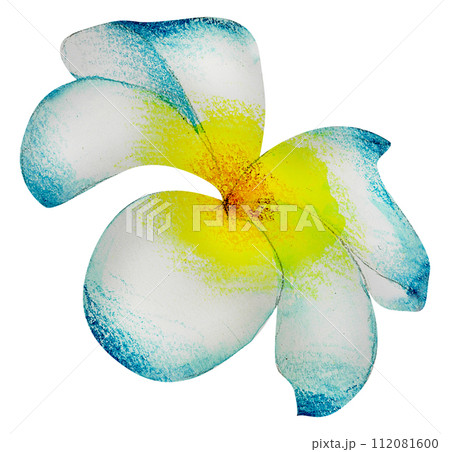 Watercolor Floral Botanical hand paint Watercolor Floral Botanical hand paint 112081600