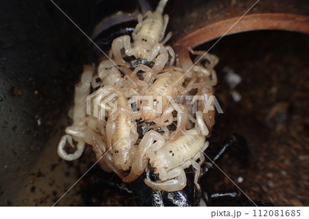 出産、育児中のダイオウサソリ 112081685