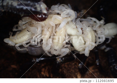 出産、育児中のダイオウサソリ 112081695