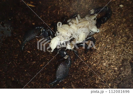 出産、育児中のダイオウサソリ 112081696
