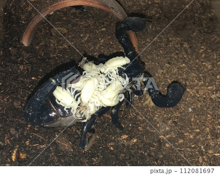 出産、育児中のダイオウサソリ 出産、育児中のダイオウサソリ 112081697