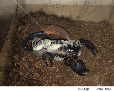 出産、育児中のダイオウサソリ 112081698