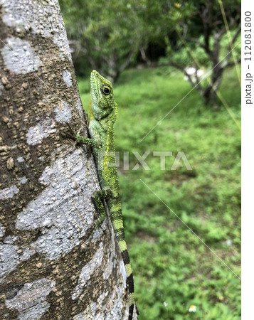 オキナワキノボリトカゲ Diploderma polygonatum polygonatum 112081800
