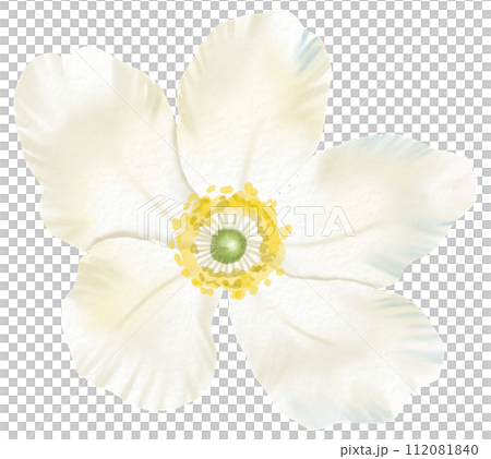 Watercolor Floral Botanical hand paint Watercolor Floral Botanical hand paint 112081840
