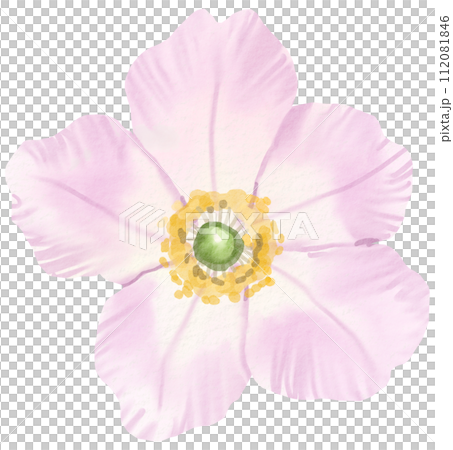 Watercolor Floral Botanical hand paint Watercolor Floral Botanical hand paint 112081846