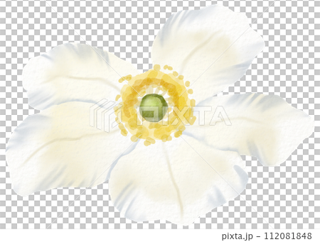 Watercolor Floral Botanical hand paint 112081848