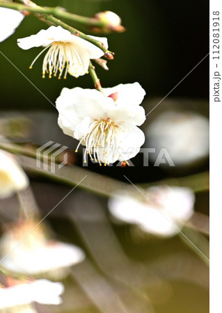 白い枝垂れ梅の花 白い枝垂れ梅の花 112081918