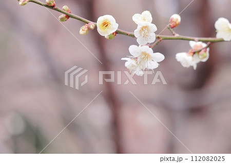 美しい白い梅の花と蕾 美しい白い梅の花と蕾 112082025