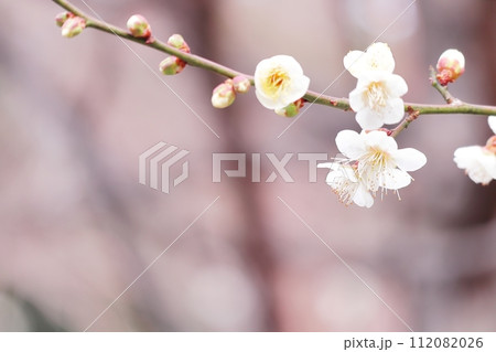 可憐な白い梅の花と蕾のアップ 112082026