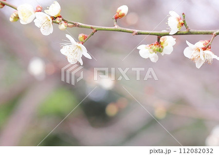 枝に並んだ可愛い白い梅の花 枝に並んだ可愛い白い梅の花 112082032