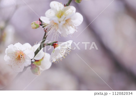 白い梅の花のアップ 112082034