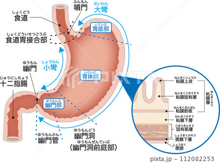 胃の構造と各部の名称 112082253