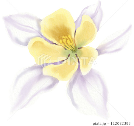 Watercolor Floral Botanical hand paint Watercolor Floral Botanical hand paint 112082393